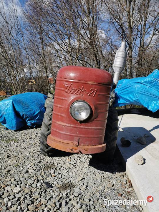 DZIK 21 sprzedam