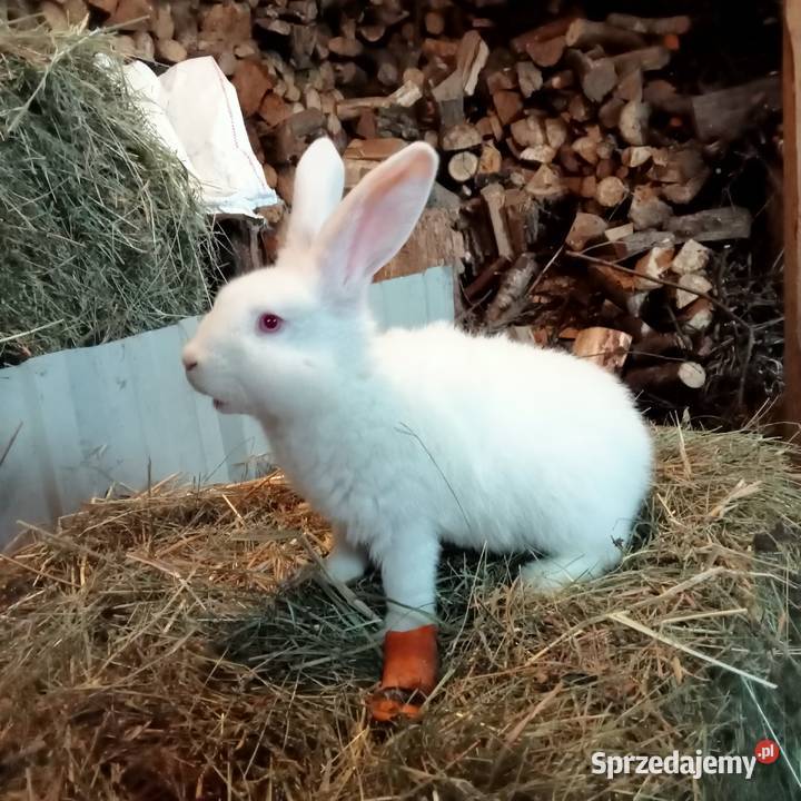 Sprzedam króliki w różnym wieku Trzepnica