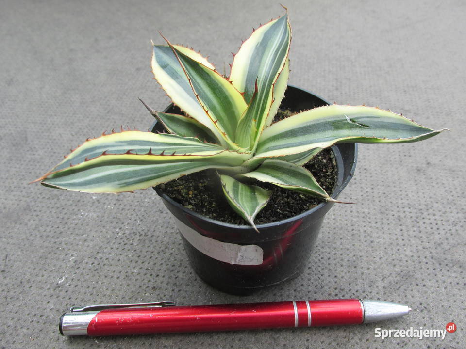 Agave lophantha Quadricolor agawa w czterech małopolskie Kraków