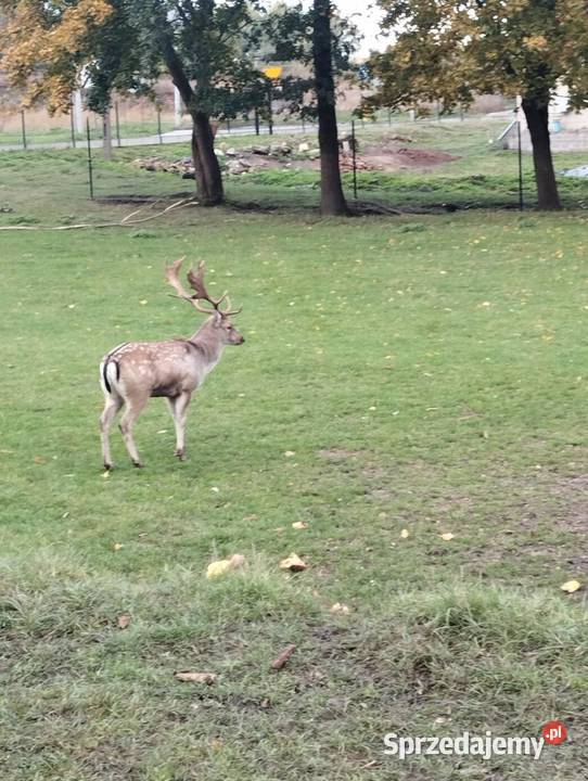 Sprzedam daniele kujawsko-pomorskie