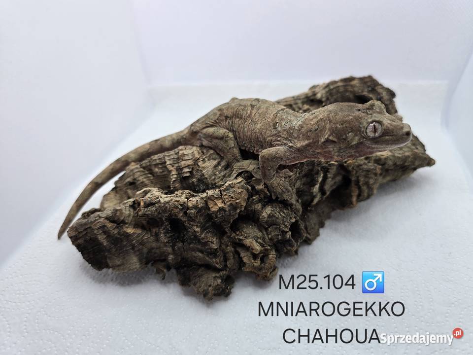 Gekon omszały Gady i płazy Zawiercie