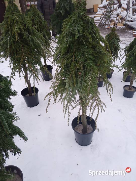 Choinka stroik na pniu Łódź sprzedam