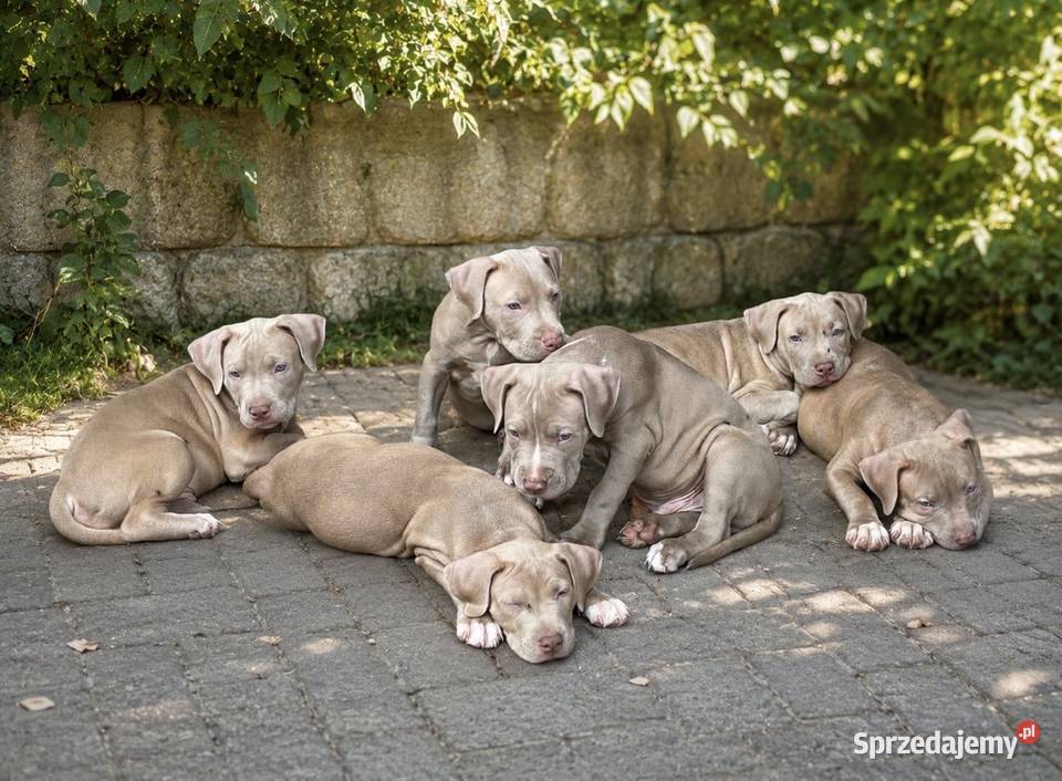 American pit bull Terrier wyjątkowa suczka I Pit Bull Opole
