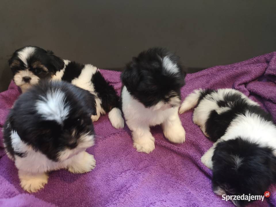 SHIH TZU SUCZKA Szczeniaczek Biało czarna sprzedam