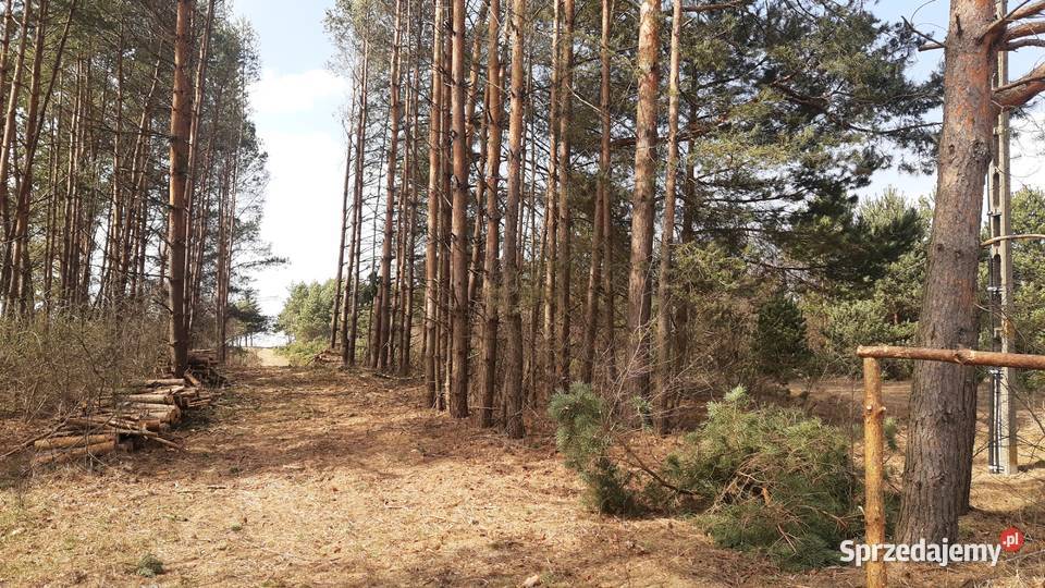 DZIAŁKI Roztocze Czarny Las Kolonia Czarny Las-Kolonia