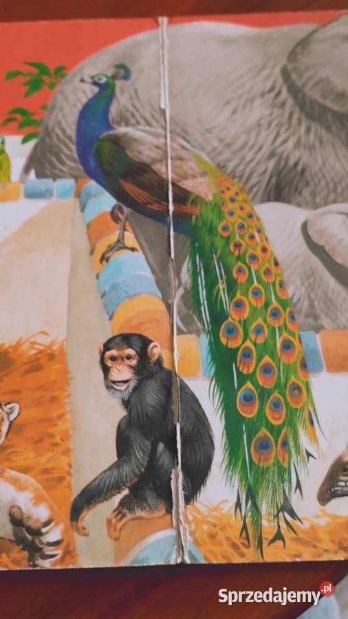 małpka i inne zwierzęta w zoo Poznań