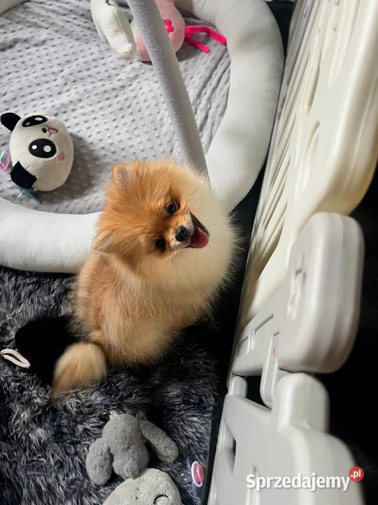 Szpic miniaturowy Pomeranian ORANGE łódzkie Łódź