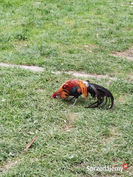 Kogut Feniks Ptaki podkarpackie