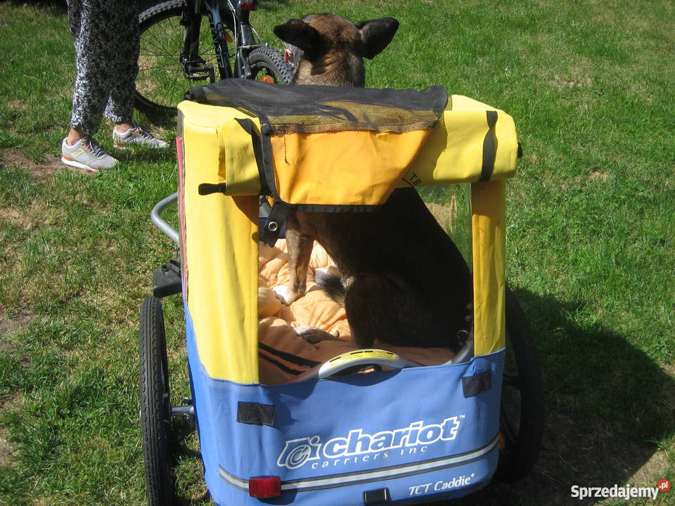 Przyczepka rowerowa psa mazowieckie Nadarzyn