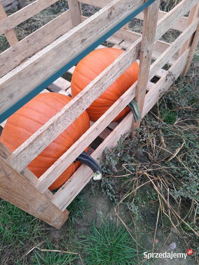 Dynia jadalna i ozdobna Zalesie