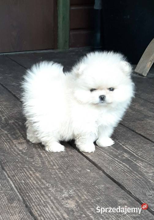 Szpic miniaturowy pomeranian piesio mega miś Pabianice