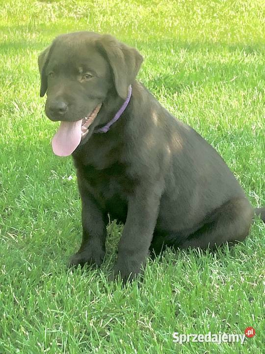 Labrador czekoladowy szczenię piesek Labrador Bogumiłowice