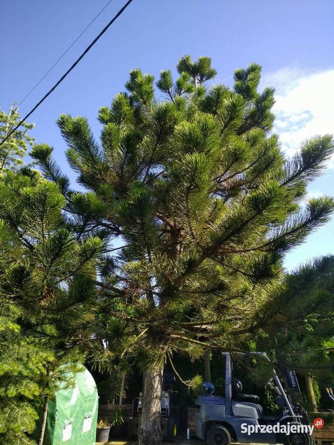 Sosna czarna 38m w donicy 450l