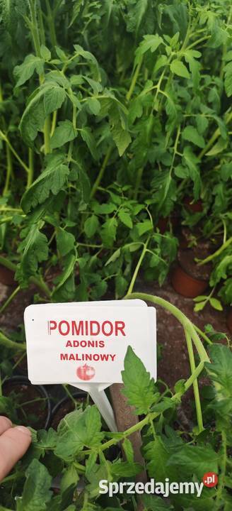 Pomidory ogórki sadzonki papryka sprzedam