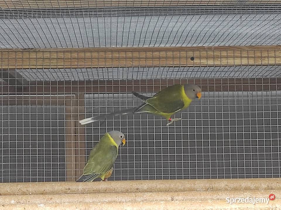 Aleksandretty śliwogłowe oliwkowe 2024