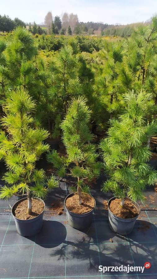 Sosna kosodrzewina pumillio czarna limba łódzkie Jelitów