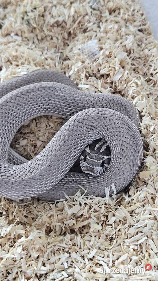 Heterodon dorosły samiec Gady i płazy Wrocław