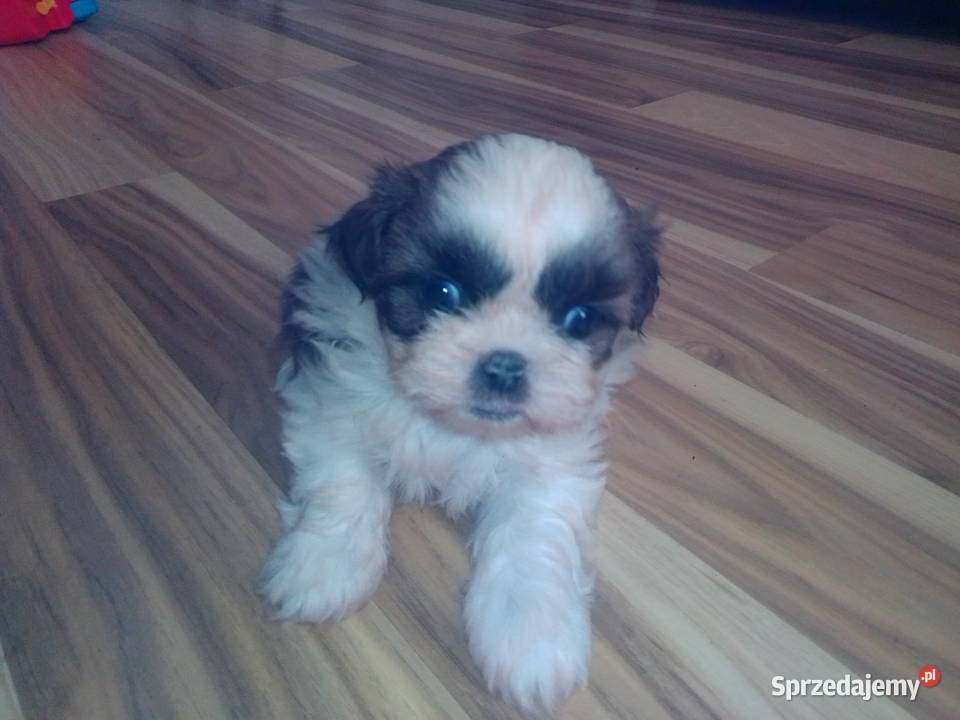 Shih TZU