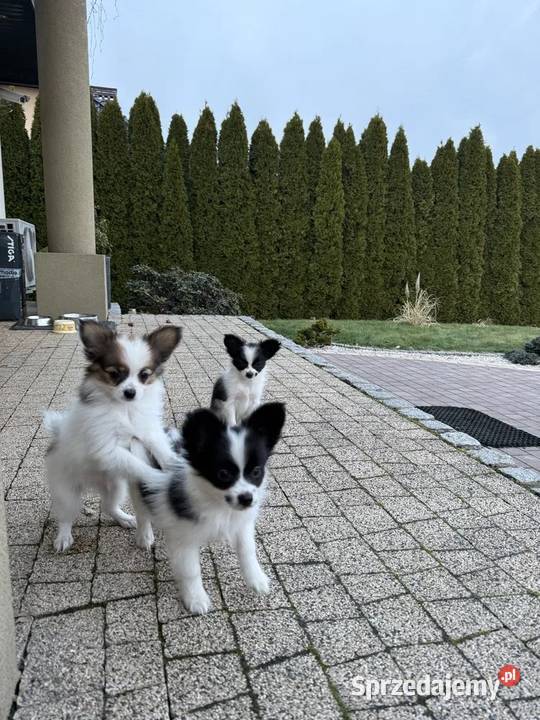 Papillon spaniel kontynentalny miniaturowy Dudki