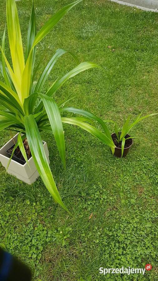 Palma pandam sadzonki Konin