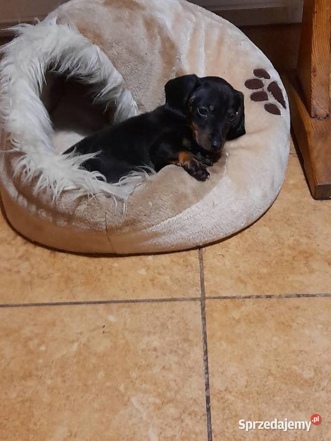 Jamnik krótkowłosy suczka Augustów