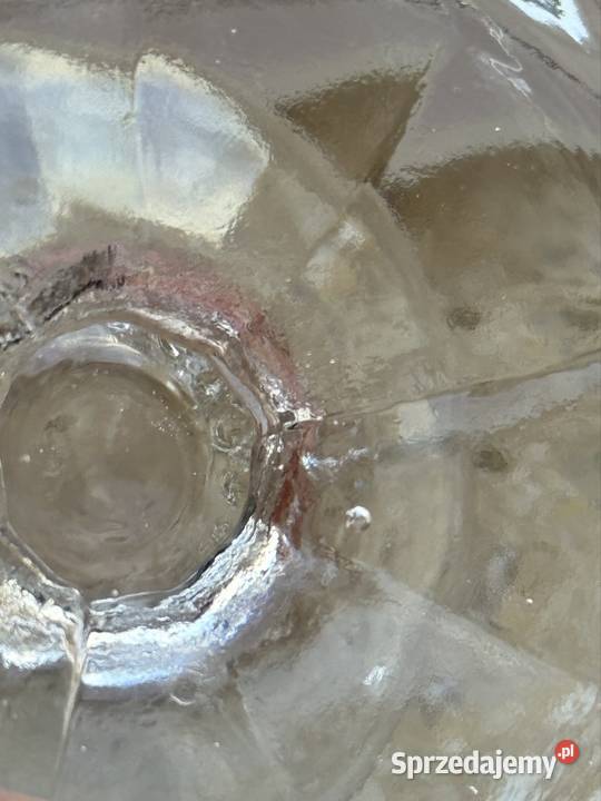 Pucharek stokrotki w nietypowym kolorze Mielec