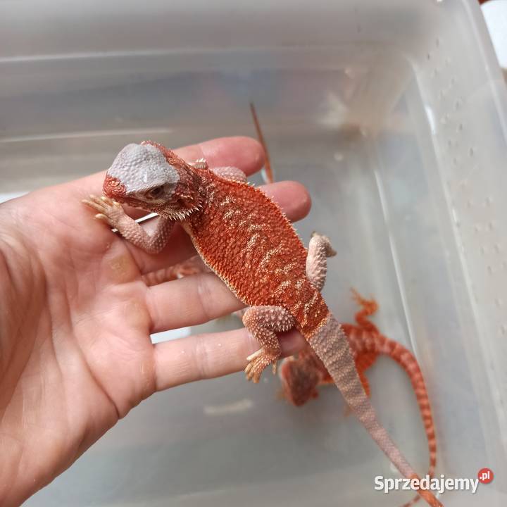 Agama brodata Jaszczurka Początkujących Gady i płazy Błonie