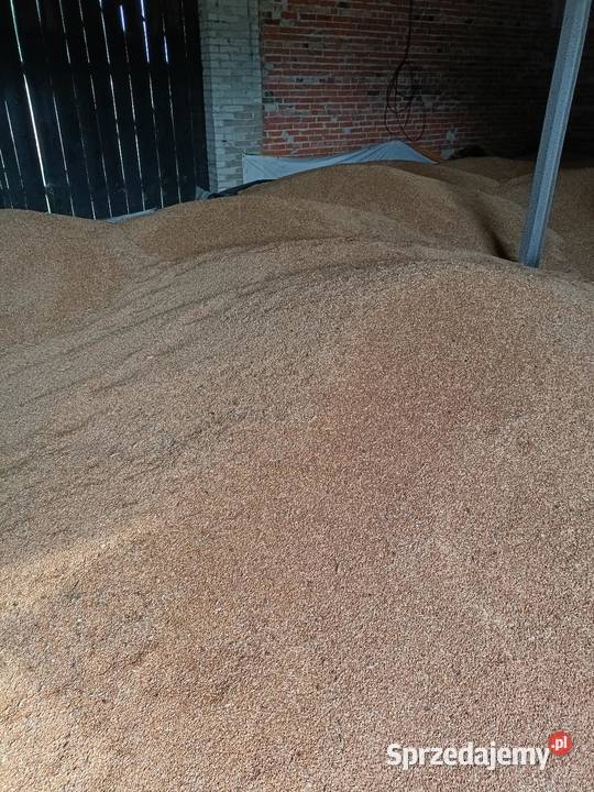 Pszenżyto ozime BELCANTO pierwszy zbiór centrali mazowieckie Tymoteuszew sprzedam