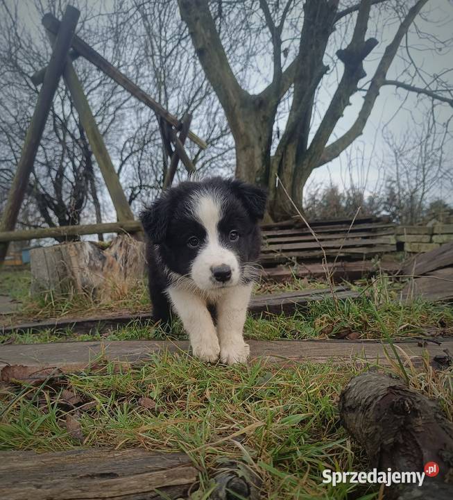 Border collie szczeniaki lubelskie Hrubieszów