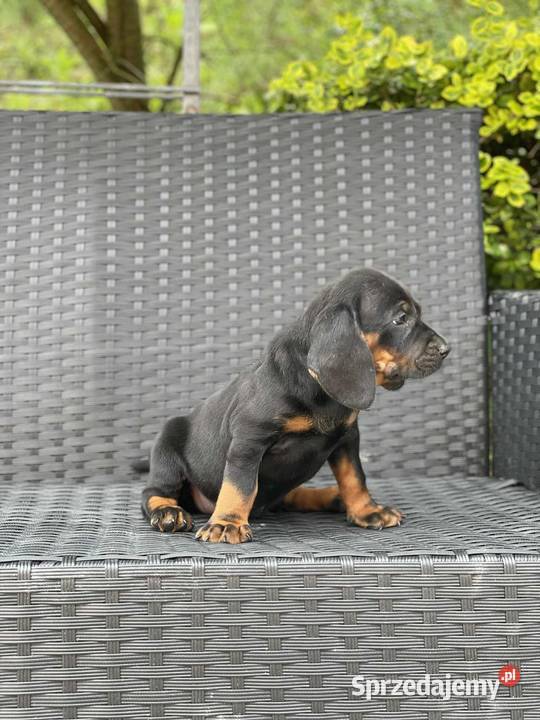 Szczeniaki Polski Gonczy małopolskie sprzedam