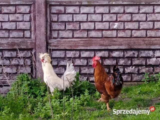 Kogut czubatka łódzkie Gorzkowice