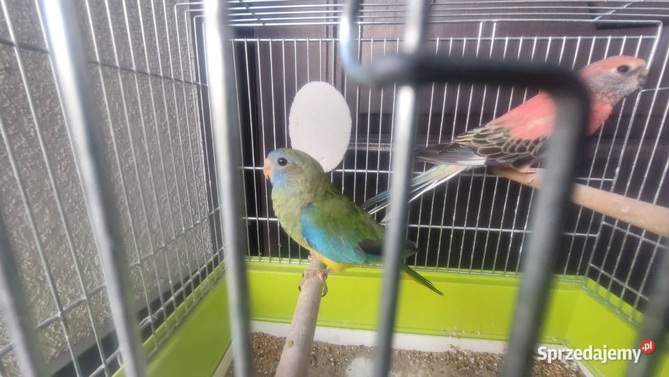 Papuga łąkowka wspaniała Wieliczka