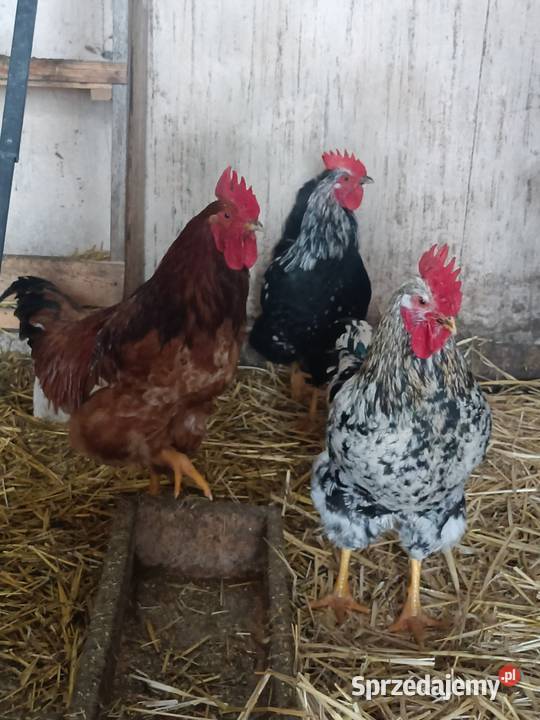 Sprzedam koguty 50zl Żółkiewka-Osada sprzedam