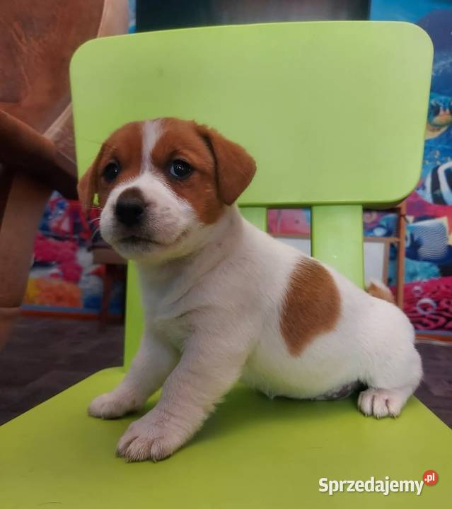 Jack russell terrier szczenięta Gostyń