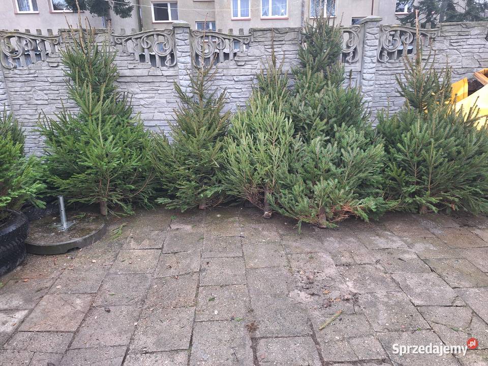 już mamy Jodły kaukaskie choinki cięte i Pozostałe Ciechanowiec