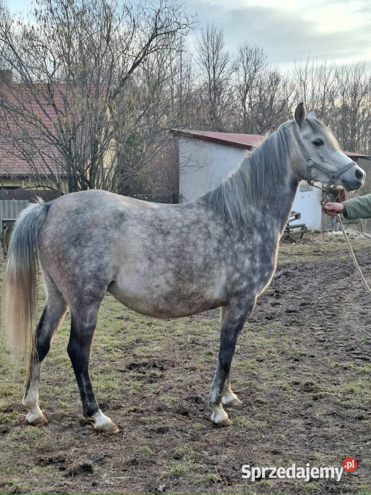 Klacz Czystej Krwi Arabskiej Piórków