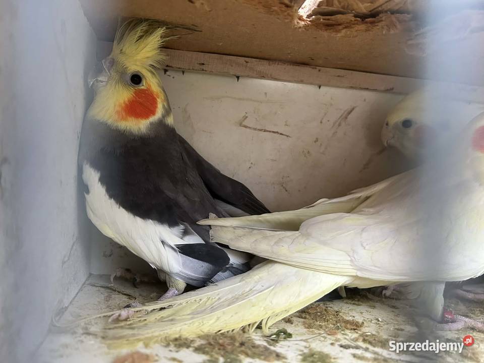 Papugi nimfy pary lęgowe I młode 25r Skała