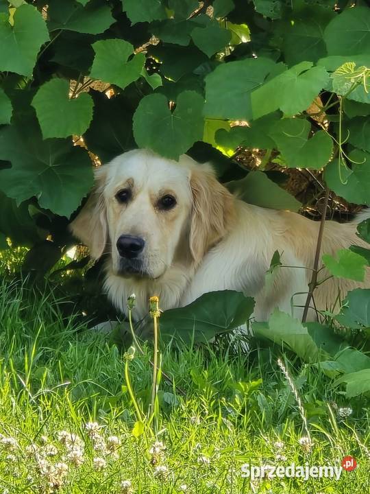 Golden retriver Psiaki gotowe na nowy dom Izbica