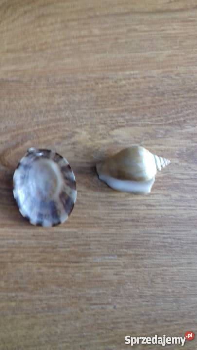Muszla wisiorek Iława sprzedam