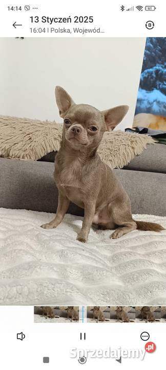 Chihuahua liliowy krótkowłosy badania komplet Bełchatów
