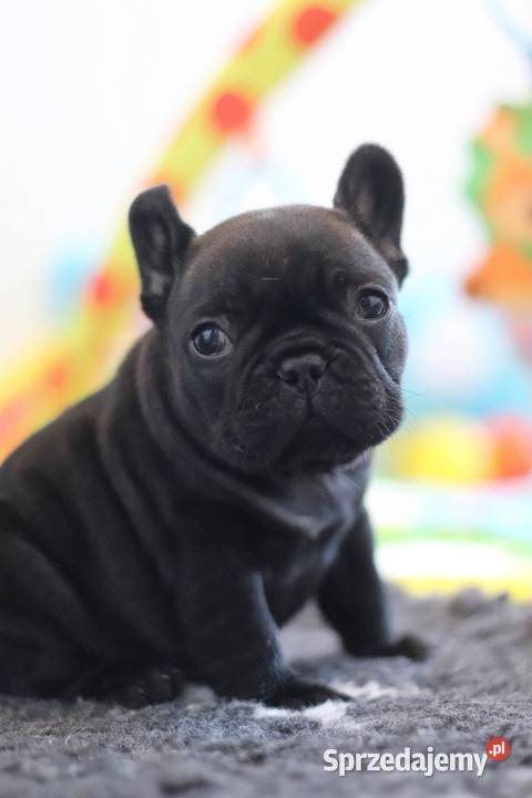 Buldog francuski suczka FCI ZKwP Świerklany