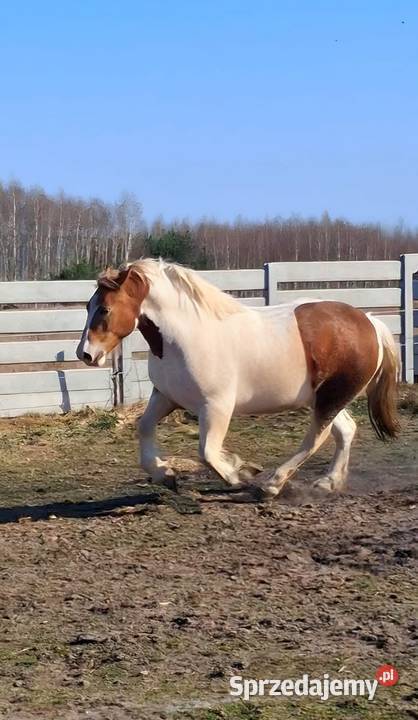 Na sprzedaż śliczna klacz zimnokrwista Kielce