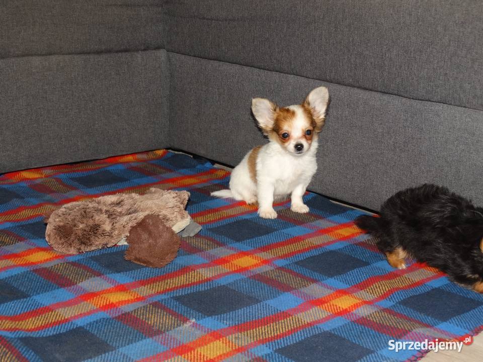 Chihuahua pieski Września
