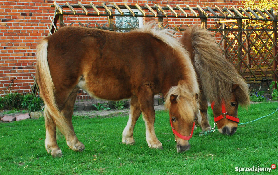 Kuc kuce klacz na sprzedaż Świecie