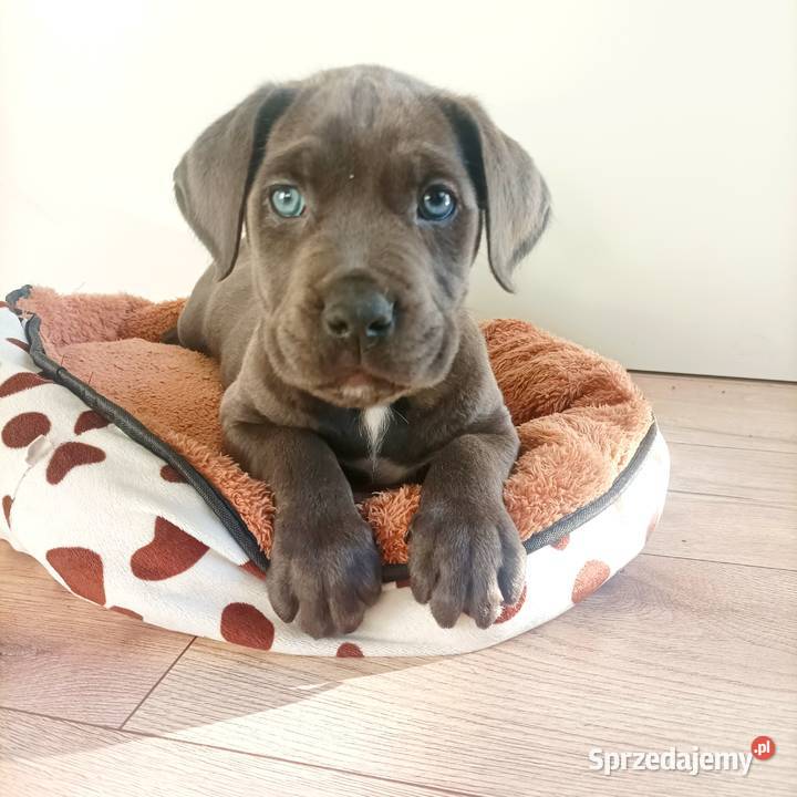 Suczka błękitna Cane Corso z rodowodem Czaniec sprzedam