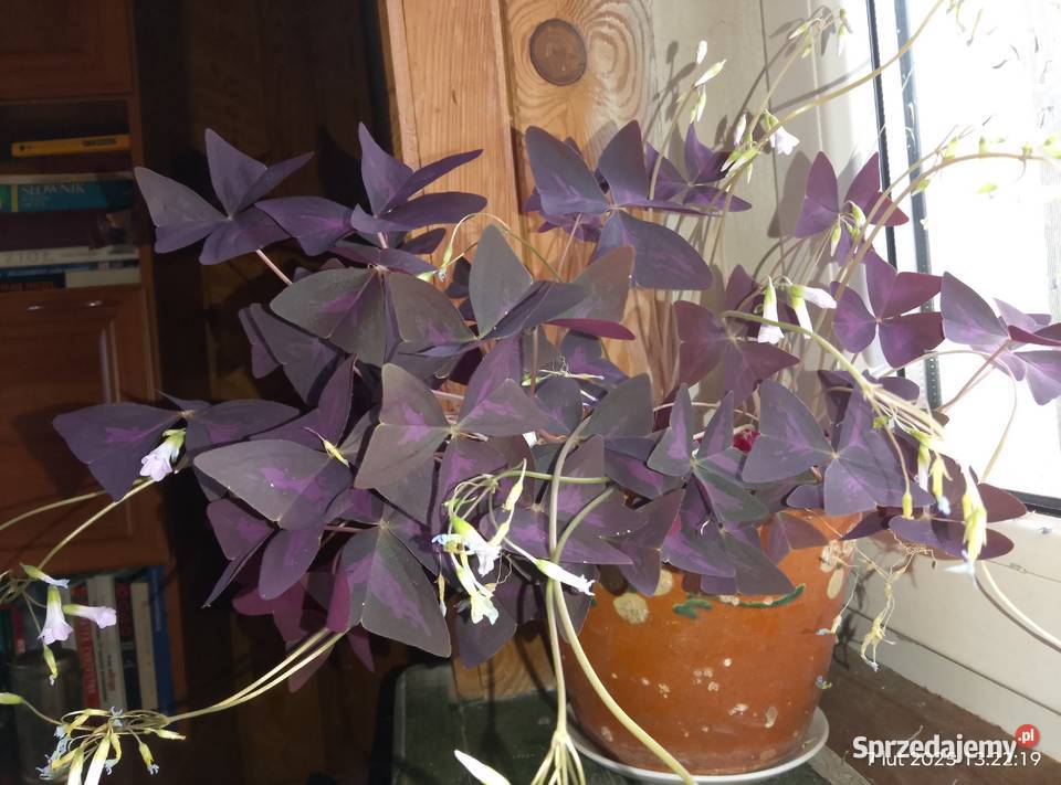 Szczawik Gniewoszyce