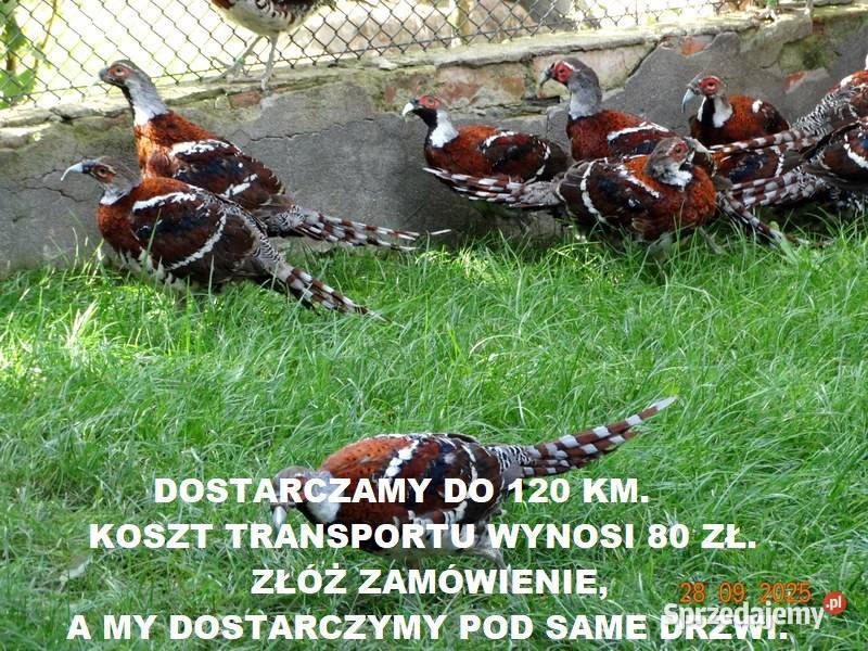 Sprzedam Bażanty Kasztanowe Elioty Bażant z 2025 Gostyń sprzedam