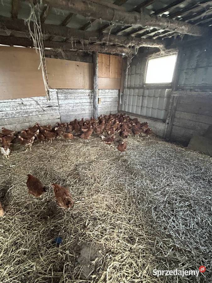 Kura nioska rossa Stężyca