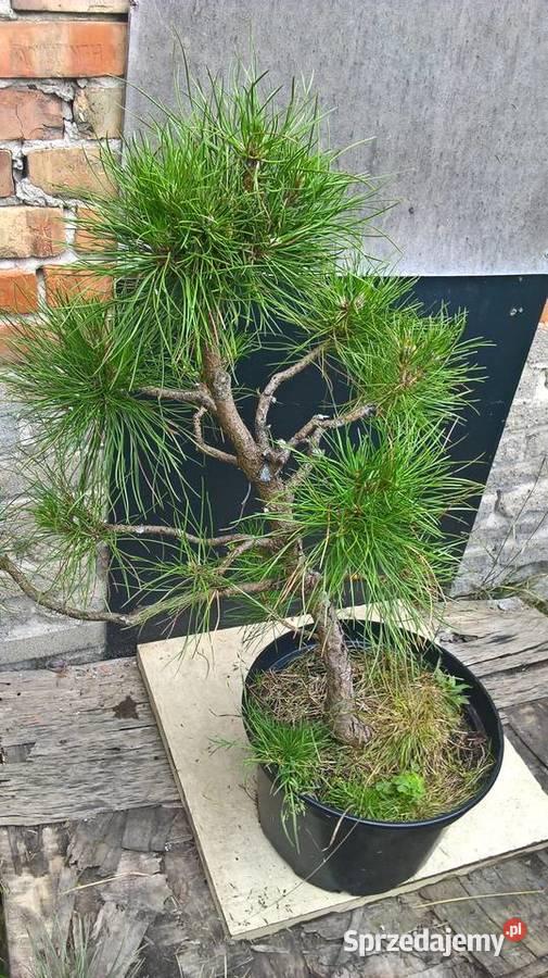 Ogrodowe Bonsai Sosny Mszczonów