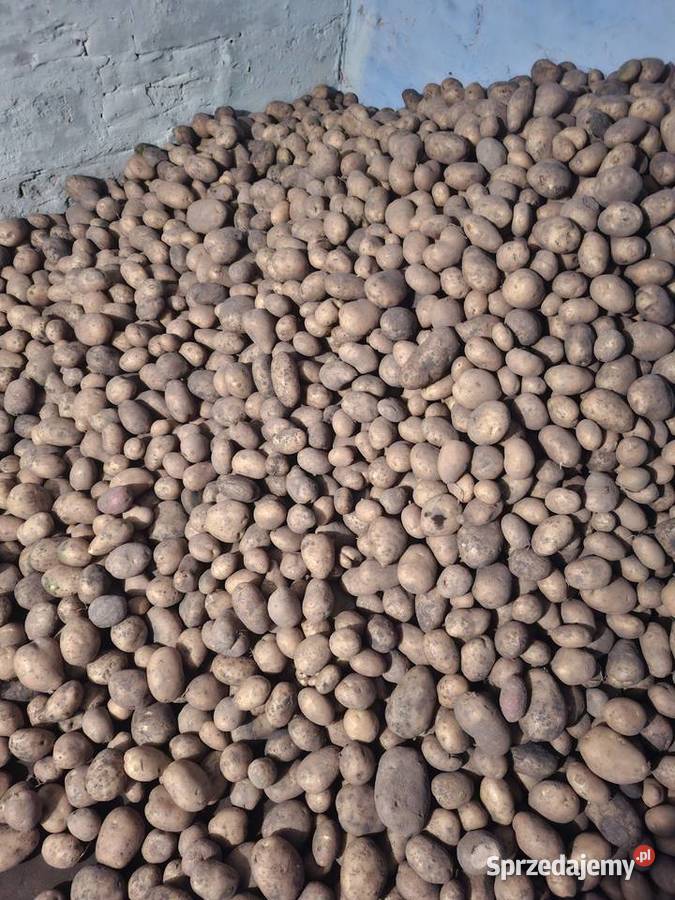 Sprzedam ziemniaki Rośliny okopowe Tyszowce